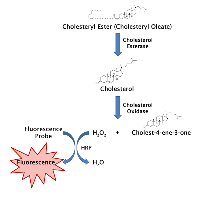 HDLCholesterol Assay Kit